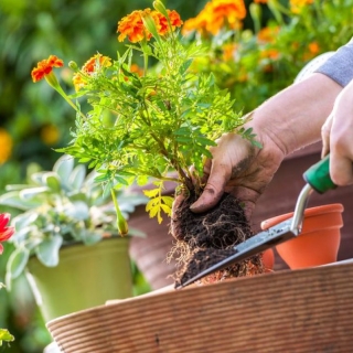 Saiba como cuidar do jardim em cada estação do ano Pedra e Areia para Construção Capão da Canoa Material de Construção Arroio Teixeira Saiba como cuidar do jardim em cada estação do ano Material de Construção Capão da Canoa Loja de Material de Construção Barato